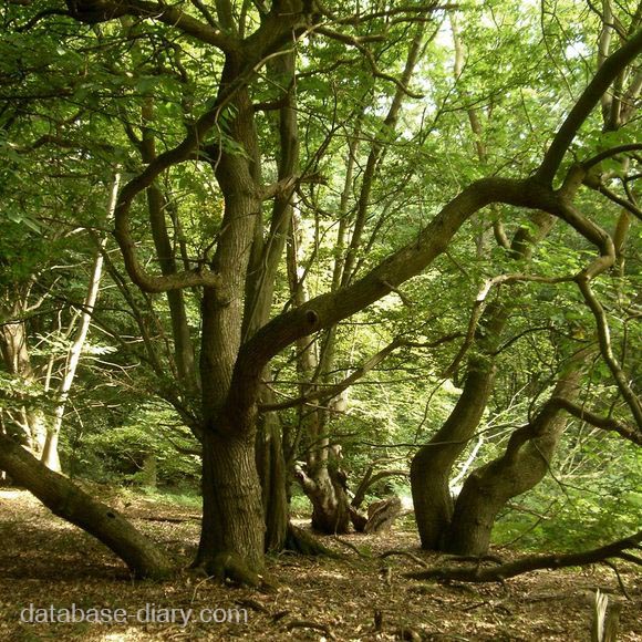 Dering Wood Pluckley, England ป่าไม้ใกล้กับ "หมู่บ้านที่มีผีสิงมากที่สุด" ของอังกฤษเป็นที่ตั้งของเหตุการณ์และการเสียชีวิตมากมายที่ไม่สามารถ