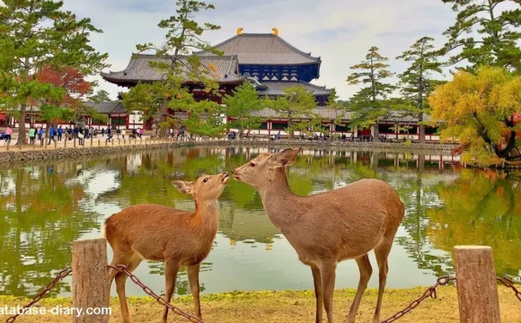 Nara Park