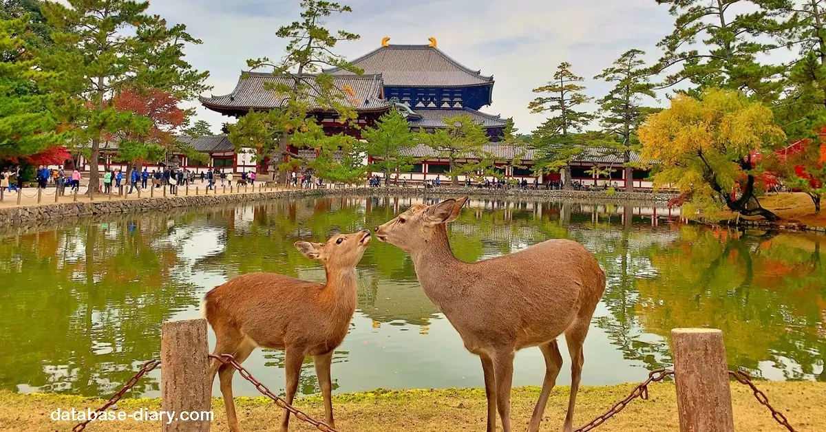 Nara Park
